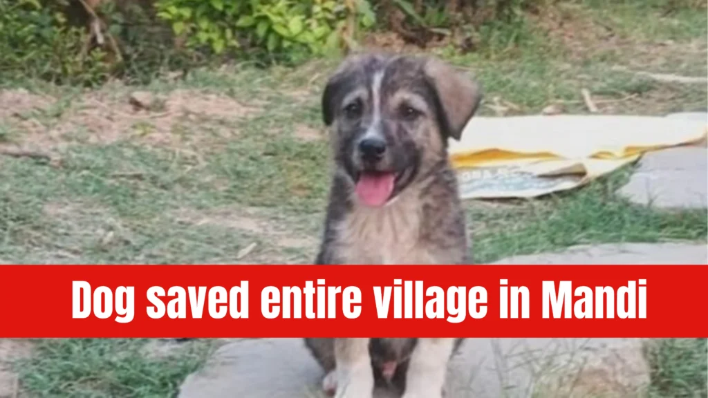 Dog saved entire village in Himachal