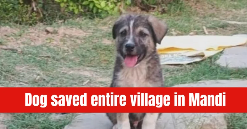 Himachal Floods: Dog’s bark saves entire village in Mandi; death toll reaches 80