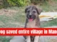 Himachal Floods: Dog’s bark saves entire village in Mandi; death toll reaches 80