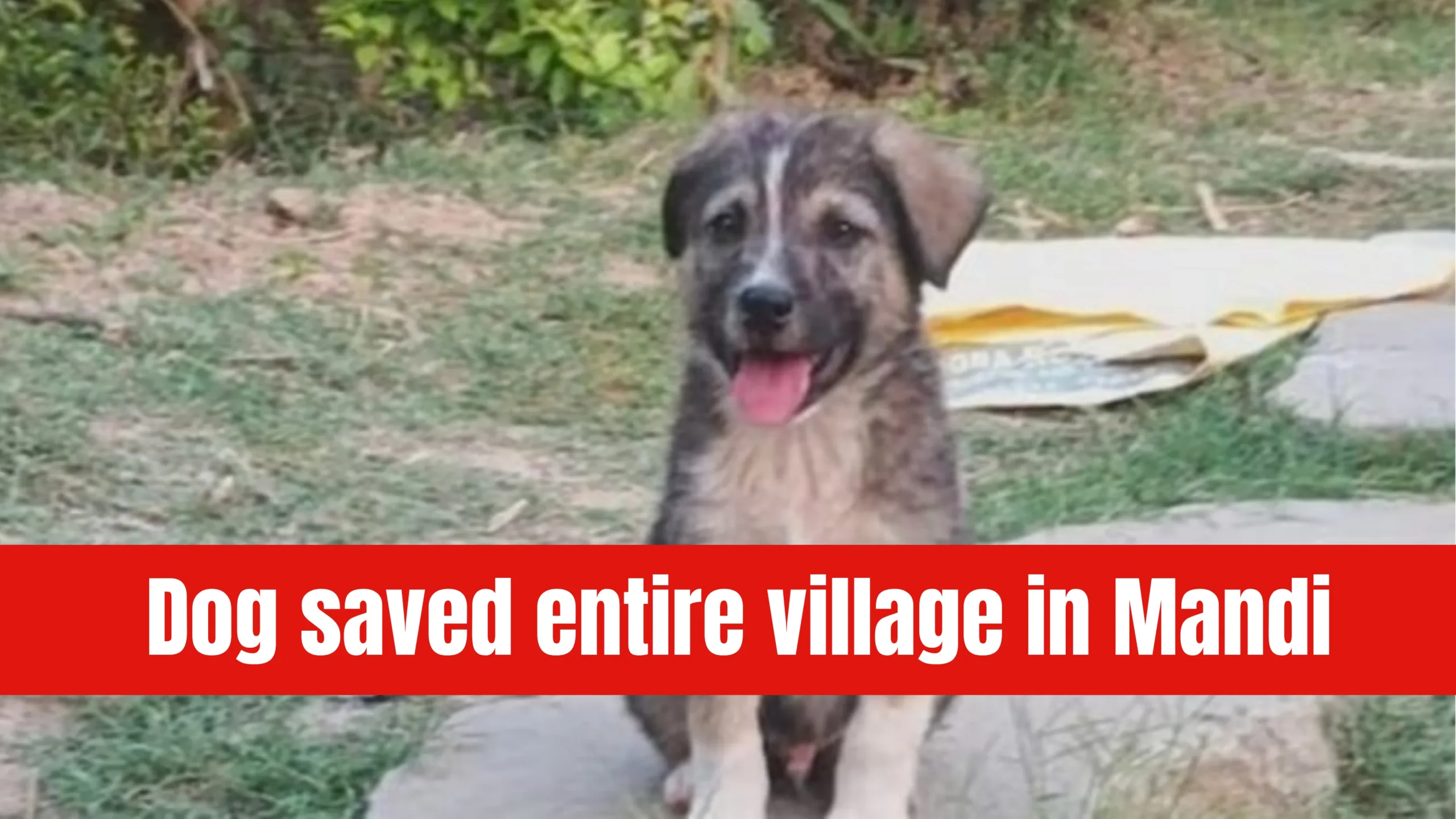 Himachal Floods: Dog’s bark saves entire village in Mandi; death toll reaches 80