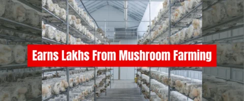 Kangra’s Pranav Dhar Quit Bank Job, Now Earns Lakhs From Mushroom Farming